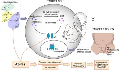 Azole Fungicides and Their Endocrine Disrupting Properties: Perspectives on Sex Hormone-Dependent Reproductive Development